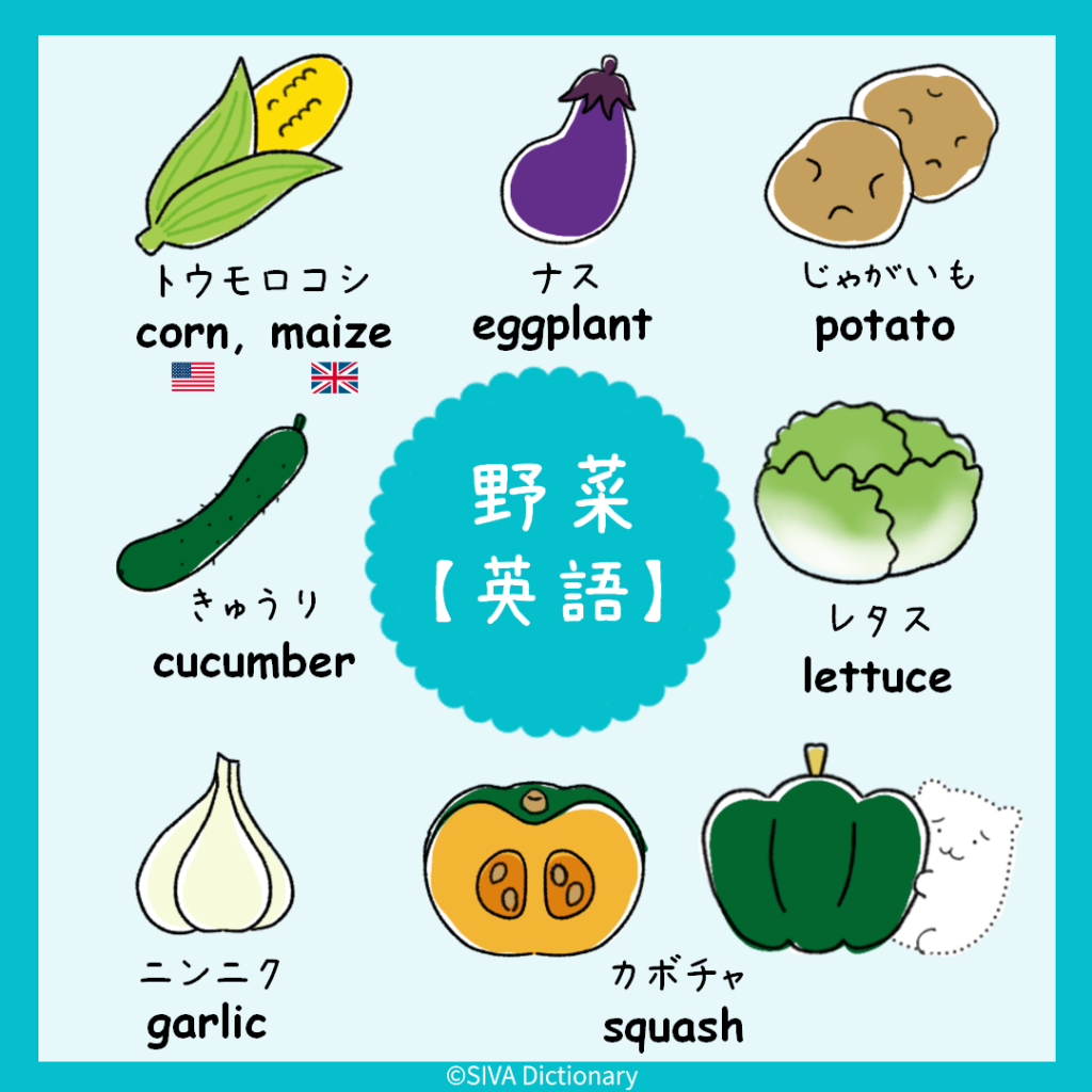 野菜に関する英語のイラスト